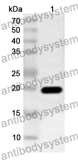 Anti-Mouse CD314/KLRK1/NKG2D Polyclonal Antibody