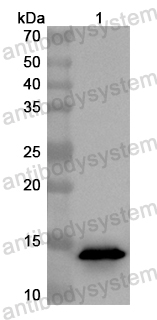 Anti-Mouse CD34 Polyclonal Antibody