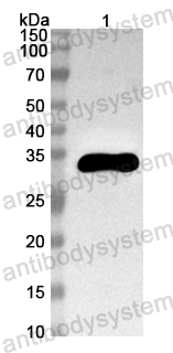 Anti-Mouse CASP1/Caspase-1 Polyclonal Antibody