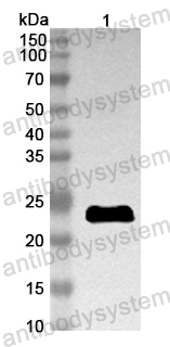 Anti-Mouse PEBP1 Polyclonal Antibody