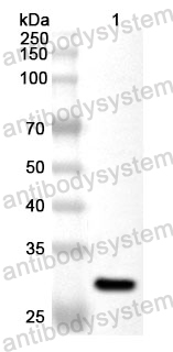 Anti-Mouse CD132/IL2RG Polyclonal Antibody