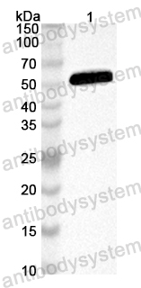 Anti-Mouse DSG3 Polyclonal Antibody