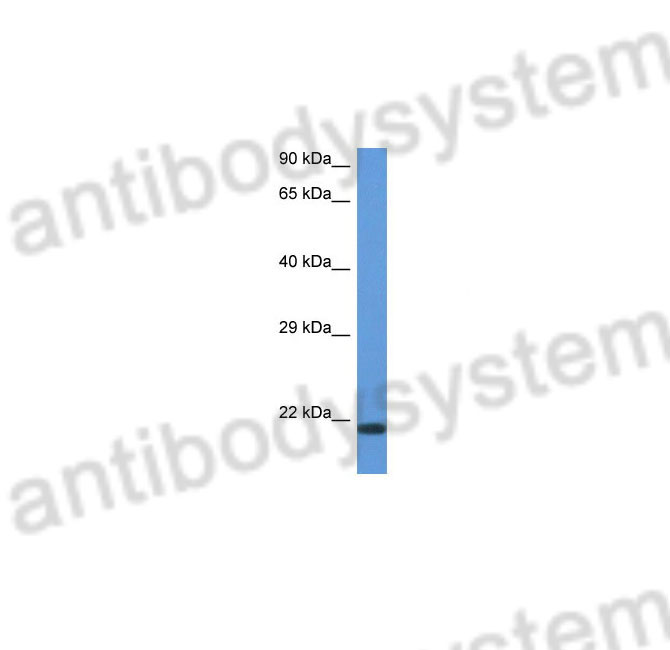 Western Blot for Anti-Mouse CD70 Polyclonal Antibody ?>