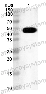 Anti-Mouse CDKN1A Polyclonal Antibody