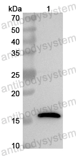 Anti-Mouse CD79β/CD79B Polyclonal Antibody