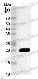 Anti-Mouse TNFSF9/4-1BBL Polyclonal Antibody