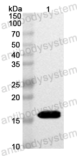 Anti-Mouse CDKN2A/p16INK4a Polyclonal Antibody