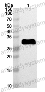 Anti-Mouse CTSK Polyclonal Antibody