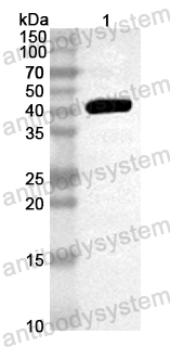 Anti-Mouse GATA4 Polyclonal Antibody