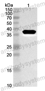 Anti-Mouse XCL1/Lymphotactin Polyclonal Antibody
