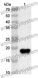 Anti-Mouse SELENOP Polyclonal Antibody
