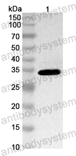Anti-Mouse SLC16A1/MCT1 Polyclonal Antibody
