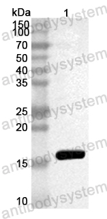 Anti-Mouse TCL1A Polyclonal Antibody