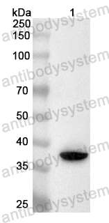 Anti-Mouse CD172a/SIRPA Polyclonal Antibody