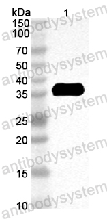 Anti-Mouse CCL8/MCP-2 Polyclonal Antibody