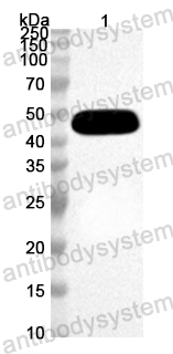Anti-Mouse GPLD1 Polyclonal Antibody