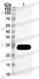 Anti-Mouse NUCB2 Polyclonal Antibody