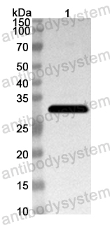 Anti-Mouse HSD11B2 Polyclonal Antibody