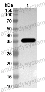 Anti-Mouse HAMP/Hepcidin Polyclonal Antibody
