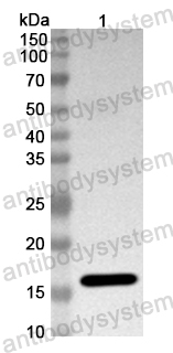 Anti-Mouse MECOM Polyclonal Antibody