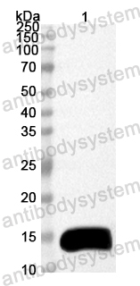 Anti-Mouse TFF2 Polyclonal Antibody