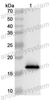 Anti-Mouse CD137/TNFRSF9/4-1BB Polyclonal Antibody