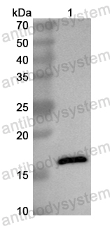 Anti-Mouse CD47/MER6 Polyclonal Antibody