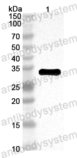 Anti-Mouse ECH1 Polyclonal Antibody