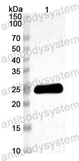 Anti-Mouse FADD Polyclonal Antibody