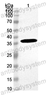 Anti-Mouse MAPK7 Polyclonal Antibody