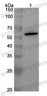 Anti-Mouse CD11d/ITGAD Polyclonal Antibody