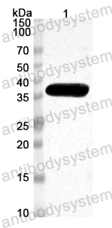 Anti-Mouse RIPK1 Polyclonal Antibody