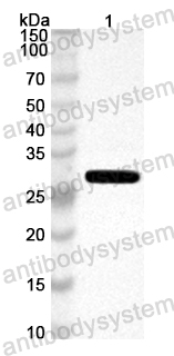 Anti-Mouse LAMB3 Polyclonal Antibody