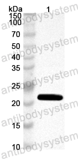 Anti-Mouse LAMC2 Polyclonal Antibody