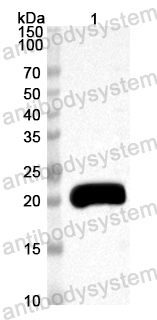 Anti-Mouse IL18 Polyclonal Antibody