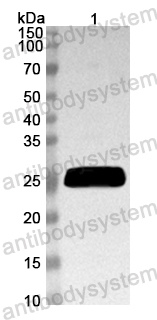 Anti-Mouse IL27B/EBI3 Polyclonal Antibody