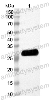 Anti-Mouse IRF3 Polyclonal Antibody