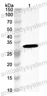 Anti-Mouse CASP8 Polyclonal Antibody