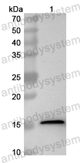 Anti-Mouse CD279/PDCD1/PD1 Polyclonal Antibody