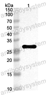 Anti-Mouse GSTA3 Polyclonal Antibody