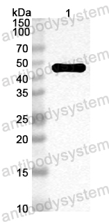 Anti-Mouse PLA1A Polyclonal Antibody