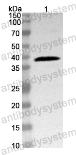 Anti-Mouse RNLS/Renalase Polyclonal Antibody