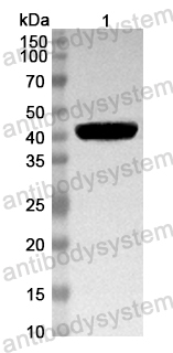 Anti-Mouse APOA5 Polyclonal Antibody