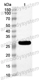 Anti-Mouse VTCN1/B7-H4 Polyclonal Antibody