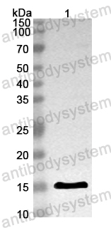 Anti-Mouse TICAM1 Polyclonal Antibody