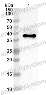 Anti-Mouse TRPV1 Polyclonal Antibody