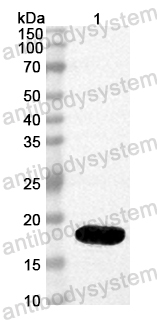 Anti-Mouse CIDEC Polyclonal Antibody
