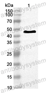 Anti-Mouse LOXL4 Polyclonal Antibody
