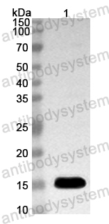 Anti-Mouse MMRN2 Polyclonal Antibody