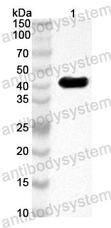 Anti-Mouse IL1RAP Polyclonal Antibody